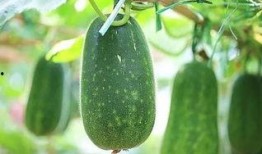 乐瓜大西吃瓜,一场欢乐的瓜界盛宴