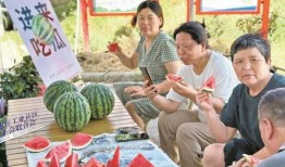 北仑吃瓜,瓜果飘香，品味生活新篇章