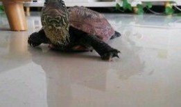 吃瓜老龟,揭秘娱乐圈背后的那些事儿