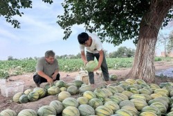 吃瓜第33天,揭秘娱乐圈背后的秘密与真相