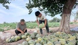 吃瓜第33天,揭秘娱乐圈背后的秘密与真相