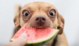 生瓜狗可以吃吗,宠物饮食安全解析