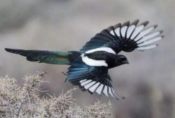 喜鹊吃瓜视频全集,趣味横生的自然奇观全记录