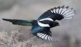 喜鹊吃瓜视频全集,趣味横生的自然奇观全记录