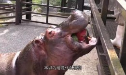 河马要求吃瓜,瓜果飘香，河畔食趣