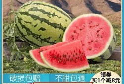 乐瓜大西吃瓜,一场欢乐的瓜界盛宴