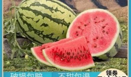 乐瓜大西吃瓜,一场欢乐的瓜界盛宴