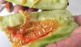 空腹可以吃酥瓜,空腹食用酥瓜的奇妙体验