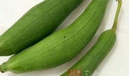 孩子吃的小瓜,孩子舌尖上的美味探索之旅