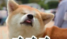 男生爱用吃瓜狗头表情,男生热爱的吃瓜狗头表情解析