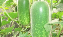 妡妡吃瓜,揭秘娱乐圈幕后故事