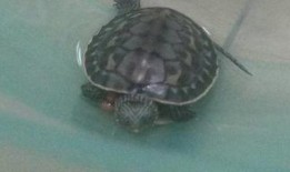 吃瓜老龟,揭秘娱乐圈背后的那些事儿