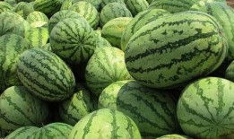 梦见自己吃瓜孑,揭秘梦中吃瓜的神秘寓意