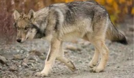 官狼2018吃瓜,揭秘娱乐圈的“吃瓜”风云