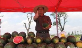 享受吃瓜乐趣,揭秘吃瓜群众的欢乐时光