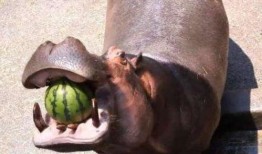 河马要求吃瓜,瓜果飘香，河畔食趣