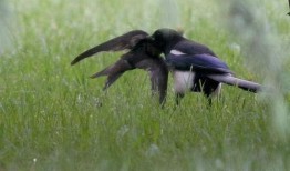 喜鹊吃瓜视频全集,趣味横生的自然奇观全记录