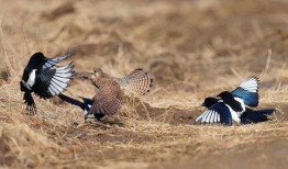 喜鹊吃瓜视频全集,趣味横生的自然奇观全记录