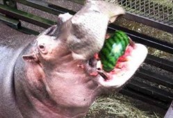 河马要求吃瓜,瓜果飘香，河畔食趣