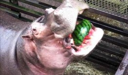 河马要求吃瓜,瓜果飘香，河畔食趣