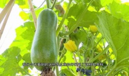 吃瓜合,揭秘娱乐圈背后的秘密与真相