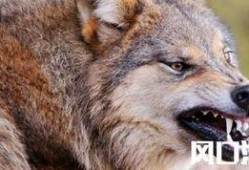 官狼2018吃瓜,揭秘娱乐圈的“吃瓜”风云