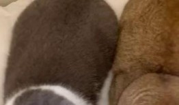 胖虎小夫吃瓜,揭秘娱乐圈那些不为人知的幕后故事