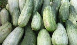 空腹可以吃酥瓜,空腹食用酥瓜的奇妙体验