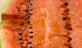 乐瓜大西吃瓜,一场欢乐的瓜界盛宴