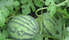 丰田瓜孕妇可以吃吗,孕妇食用指南与注意事项