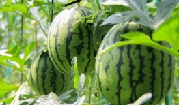 吃瓜群众免费吃瓜球,吃瓜群众狂欢时刻