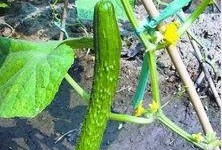 吃瓜的萝卜,揭秘瓜农的甜蜜生活