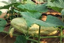 吃树叶瓜,大自然的绿色馈赠