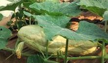 吃树叶瓜,大自然的绿色馈赠