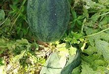 打电话旁边有人吃瓜,意外发现的生活趣味瞬间