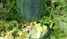 打电话旁边有人吃瓜,意外发现的生活趣味瞬间