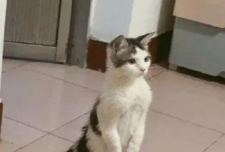 带你吃瓜土拨鼠,带你领略“带你吃瓜土拨鼠”的独特魅力