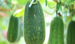 吃瓜的后果3,揭秘网络舆论的蝴蝶效应