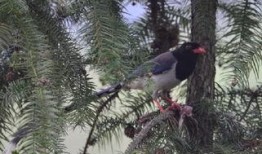 青蛙哥吃瓜,一场味蕾与智慧的较量