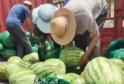 吃瓜群众最甜蜜,吃瓜群众的最爱揭秘