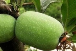 吃瓜小鱼海棠,一场奇幻的瓜果之旅