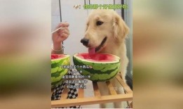 吃狗吃瓜,一场关于道德与争议的全民盛宴