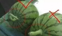 什么瓜能做甜菜吃,揭秘甜菜变美味佳肴的神奇之旅