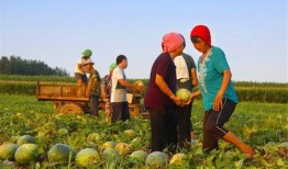 吃瓜两三个凉亭,吃瓜闲聊，悠然度时光