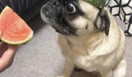 魔道吃瓜表情包,吃瓜群众眼中的搞笑瞬间